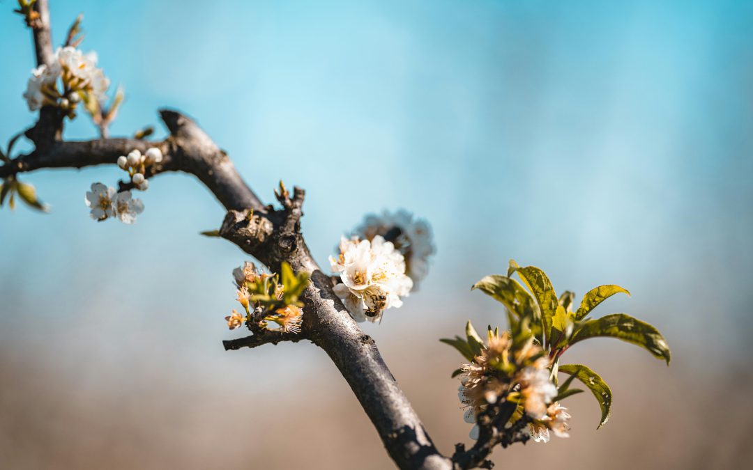 Weekly Email w/b 5th May 2025