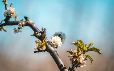 Weekly Email w/b 5th May 2025